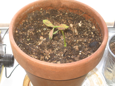 One week old oak tree seedling