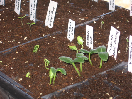 5 day old cucumber and tomato seedlings 5 day old cucumber and tomato seedlings