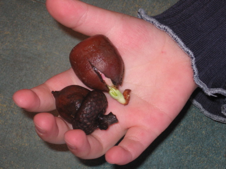 Sprouting Acorn