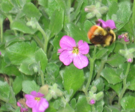 A Bumblebee on a flower