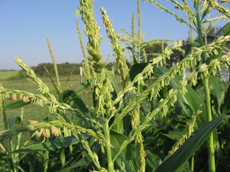 Cornless Corn