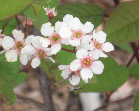 Mosquitos on my Ethel Pink Mayday