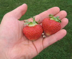 Fort Laramie Strawberries