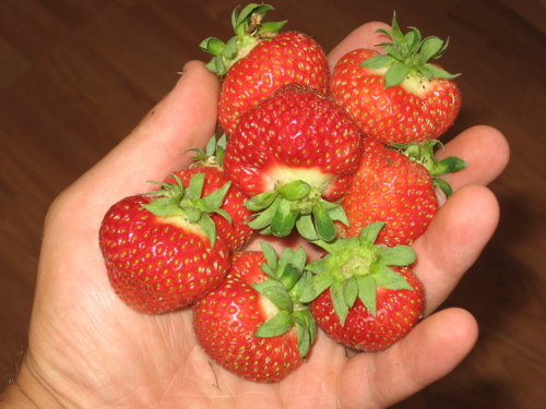 Fort Laramie Strawberries