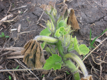 Frozen Pumpkin Plant