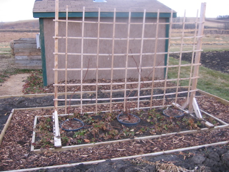 Grapes pruned and ready for mulch