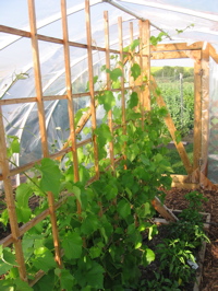 Grapes after nearly being winter killed