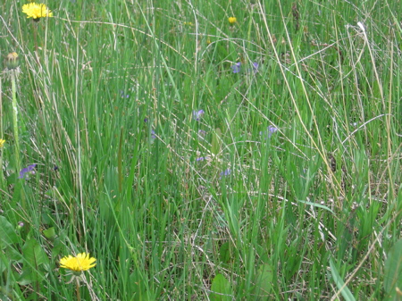 Wildflowers in the grass