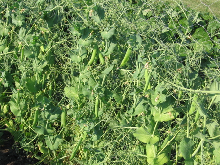 Greensage Peas