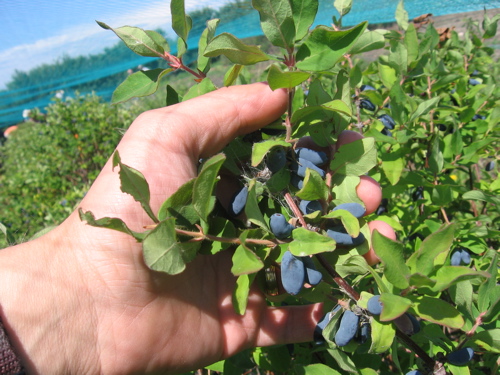 Haskap Berries (aka Honeyberries)