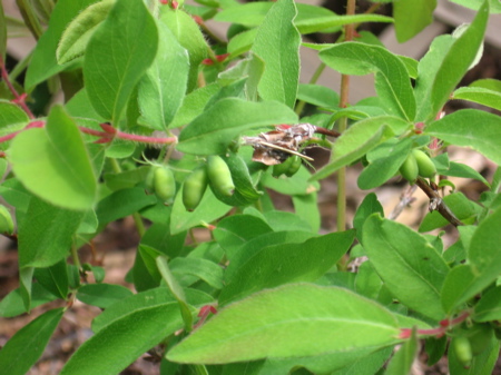 Haskap (honeyberries)