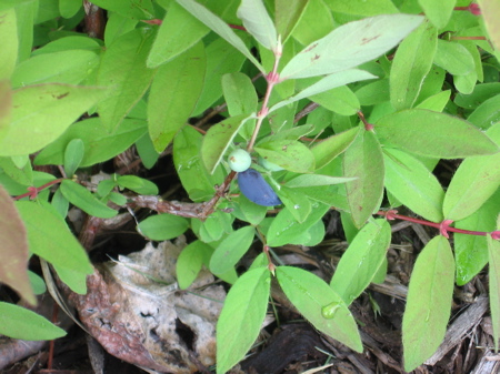 Haskap berries on June 21