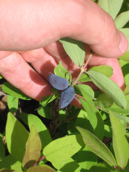 Haskap berries on June 22