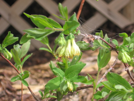 Haskap Blossom