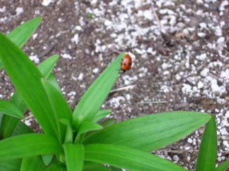 A ladybug on a tiger lily