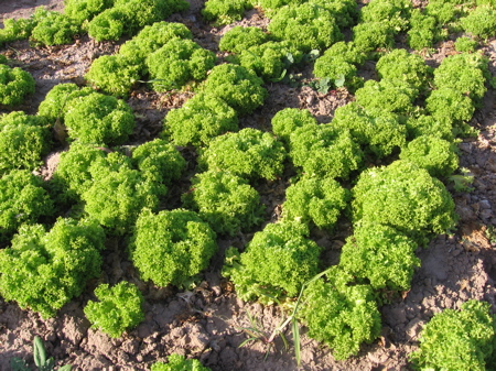 Lettuce Field in Arizona Lettuce Field in Arizona