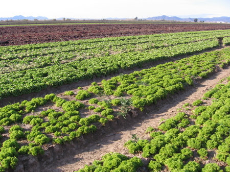 Lettuce Fields in Arizona Lettuce Fields in Arizona
