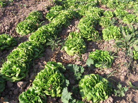 Lettuce Crop in Arizona Lettuce Crop in Arizona