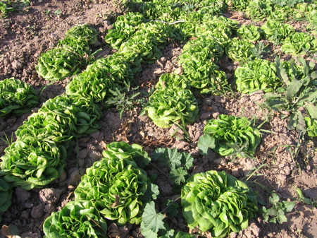 Lettuce Crop in Arizona