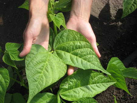 Mom's Greenhouse (beans)