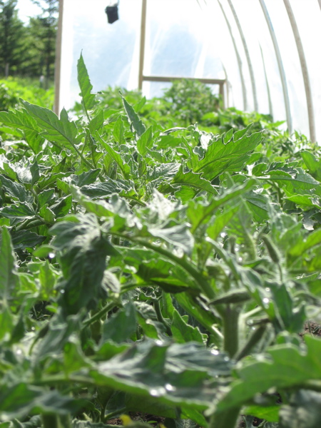 Mom's Greenhouse