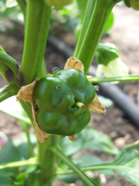 Mom's Greenhouse (peppers)