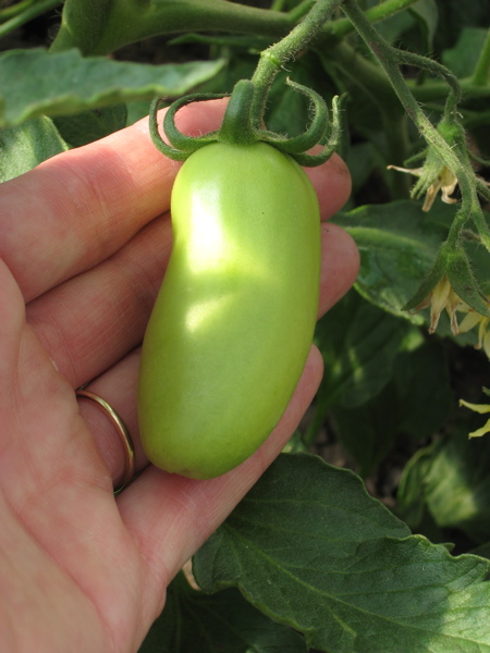 Mom's Greenhouse (tomatoes)