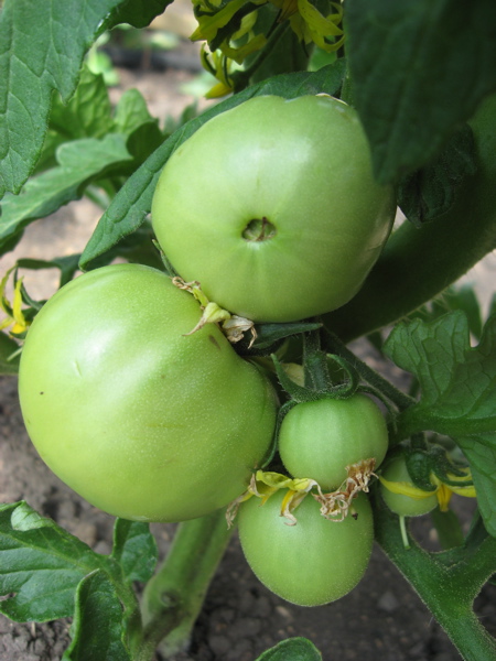 Mom's Greenhouse (tomatoes)