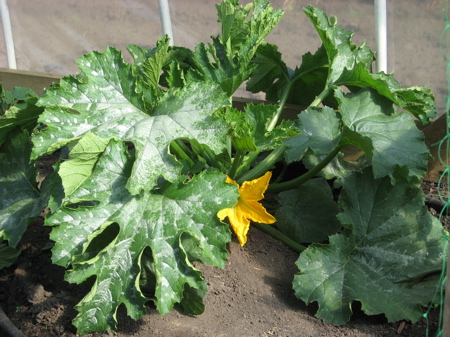 Mom's Greenhouse (zucchini)