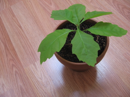 Three week old oak tree seedling