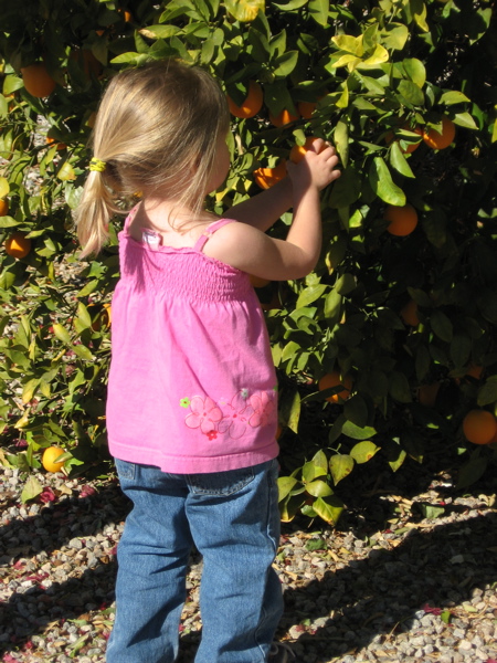 My daughter picking oranges from Great Grandpa's orange tree