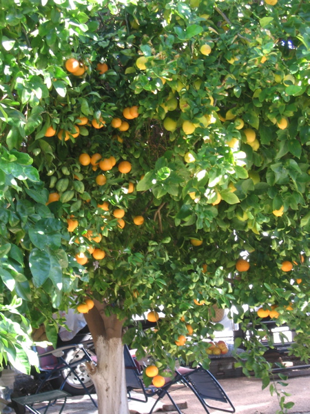 Grandpa's Orange Tree