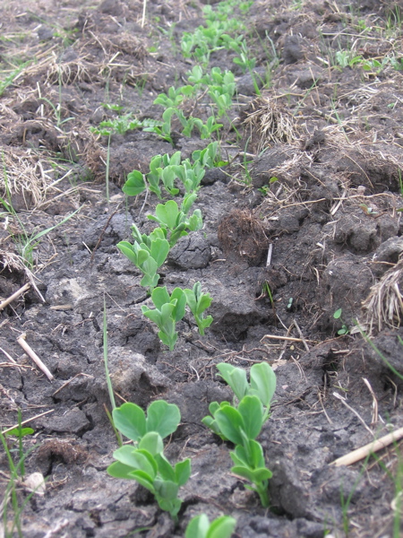 Row of peas