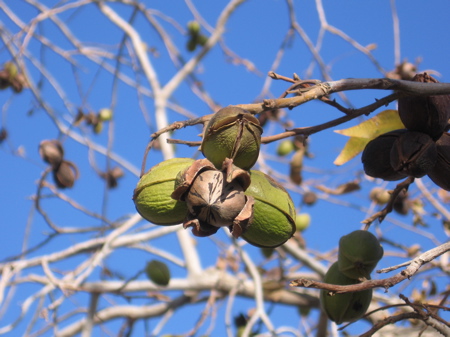 100 year old pecan tree