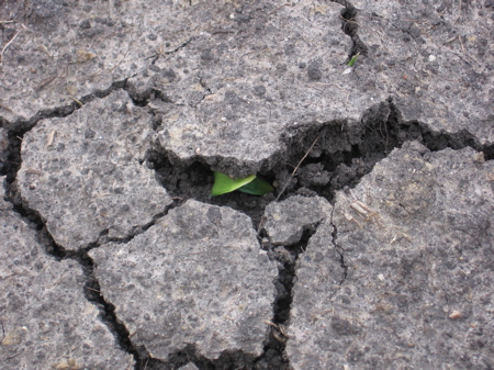 Squash peeking through the dirt