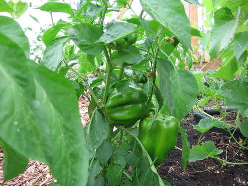 Early Prolific Sweet Bell Peppers Early Prolific Sweet Bell Peppers