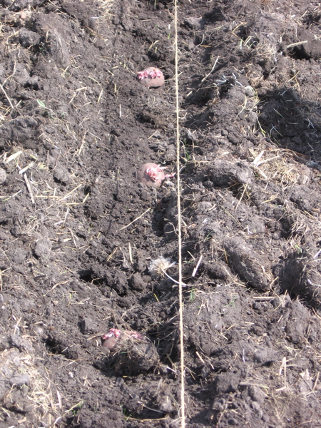 Planting potatoes in straw