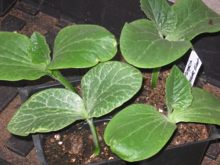 Pumpkin Seedlings 2 weeks