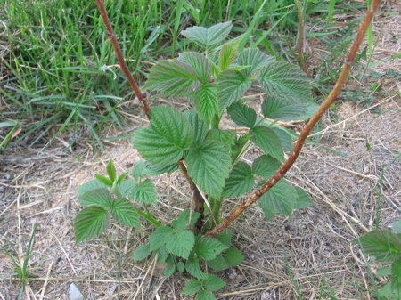 Raspberries just starting