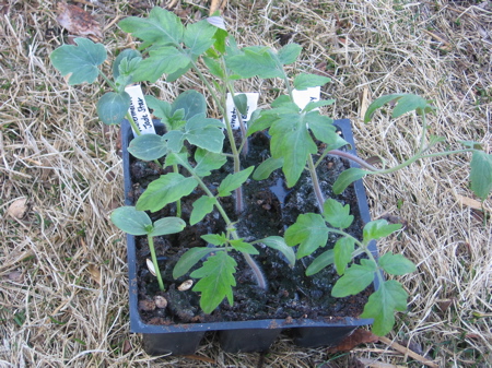 Tomato & Watermelon Seedlings ready to transplant