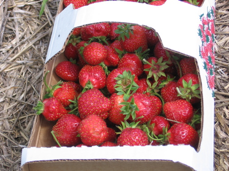 Basket of Strawberries