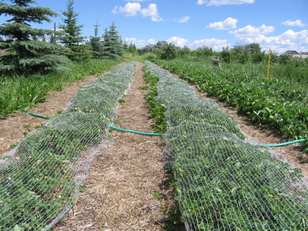 Red Lodge U-pick Strawberry Rows