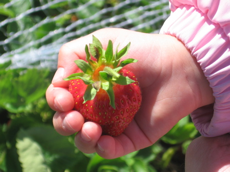 A delicious strawberry