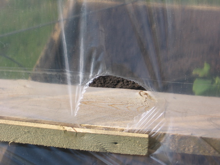 Greenhouse plastic ripping