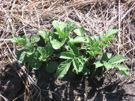 Potatoes in a dirt pile