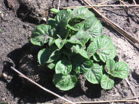 Potatoes in a dirt pile