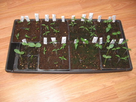 15 day old cucumber and tomato seedlings