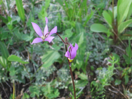 Shooting Star Flower