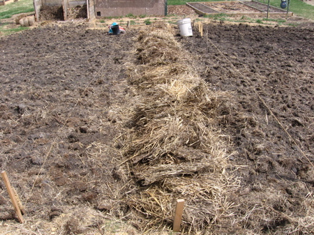 Planting potatoes in straw