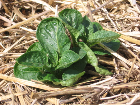 Planting potatoes in straw